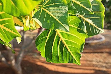 《奇异世界：灵魂风暴》增强版发售日宣传片 现已发售